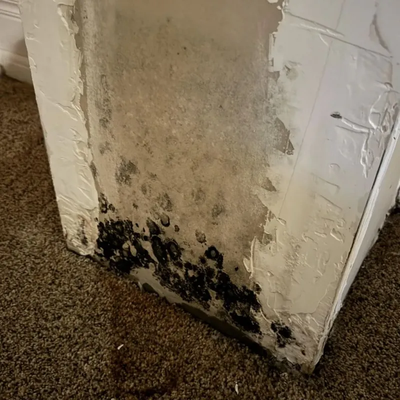 Professional Mold Removal in Hillsboro, OH